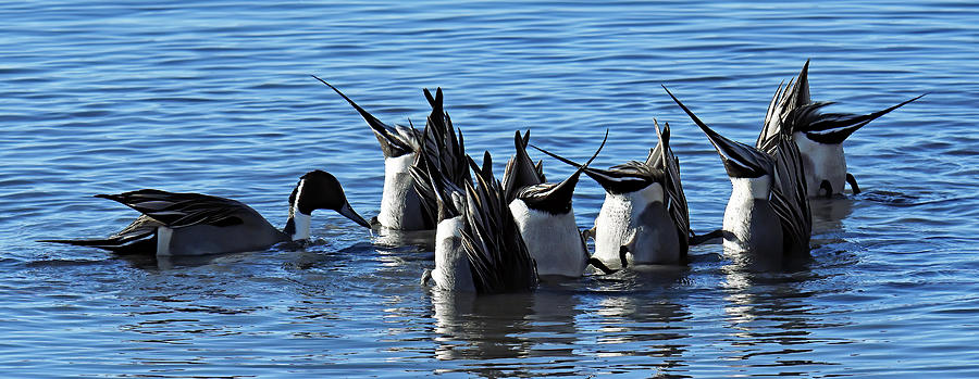Northern Pintails At Bosque Photograph by Jennifer Robin