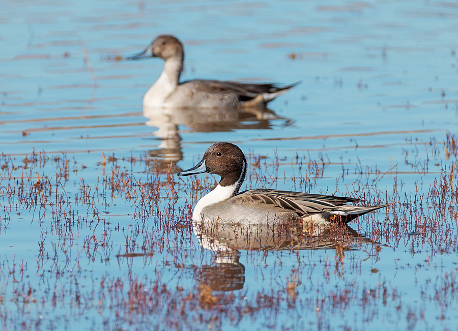 Northern Pintails Photograph by Loree Johnson