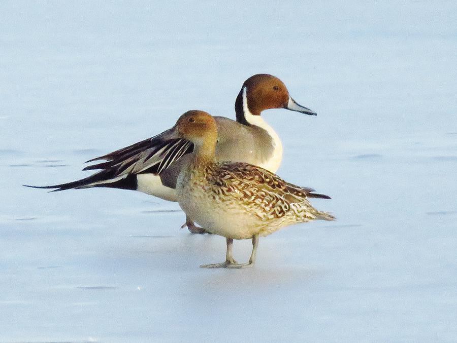 Northern Pintails  Photograph by Lori Frisch