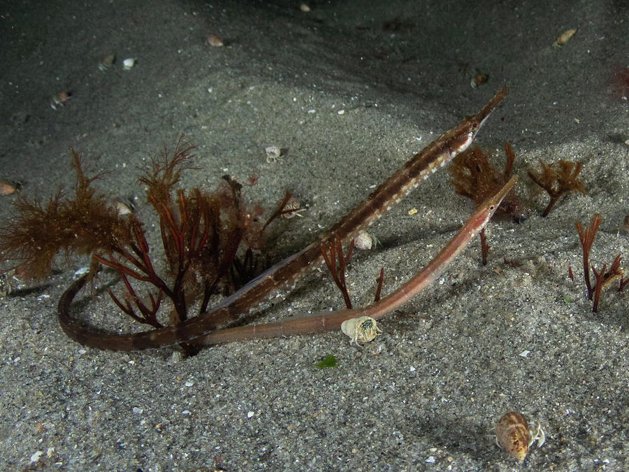 Northern pipefish Photograph by Brian Weber