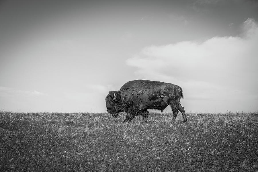 Northern Plains Bison Photograph by Dan Sproul