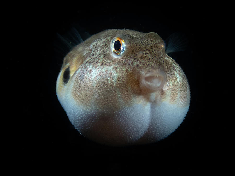 Northern Puffer Photograph by Brian Weber