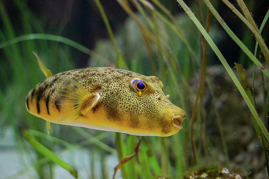 Northern Pufferfish Photograph by Linda Howes
