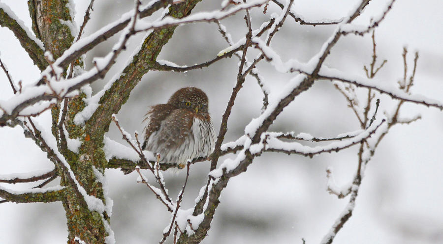 Northern Pygmy Owl in Winter Photograph by Whispering Peaks Photography