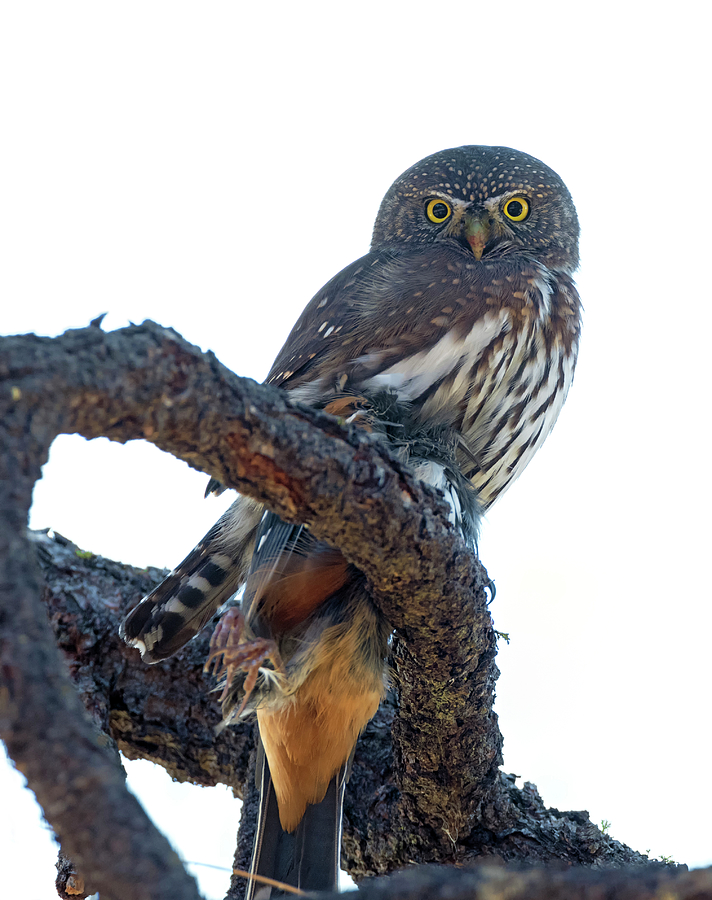 Northern Pygmy Owl with Prey Photograph by Loree Johnson