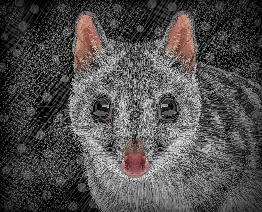 Northern Quoll Dramatic Black And White Splash Colour Drawing by Joan Stratton