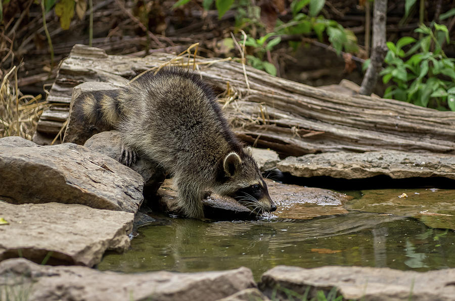 Northern Raccoon - 3325 Photograph by Jerry Owens