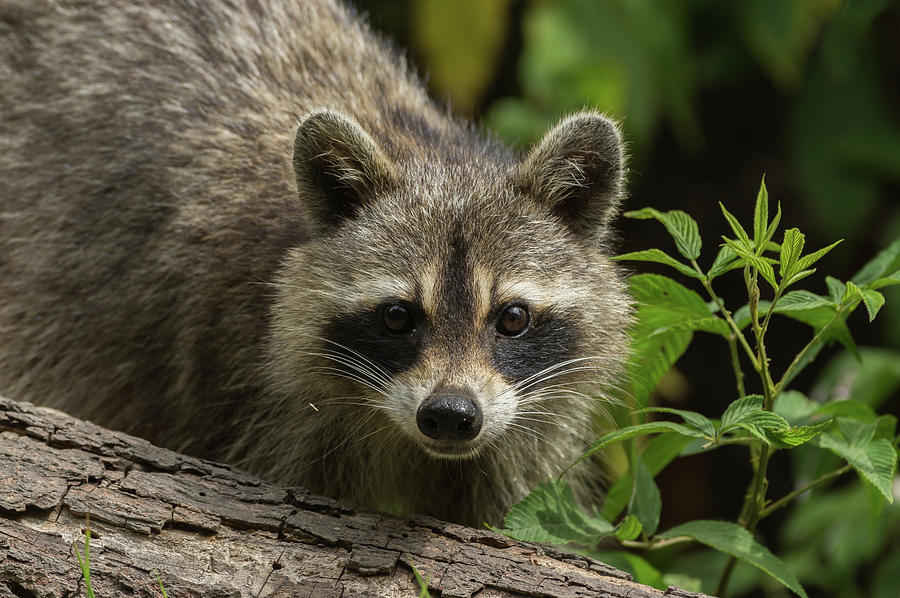 Northern Raccoon - 8600 Photograph by Jerry Owens