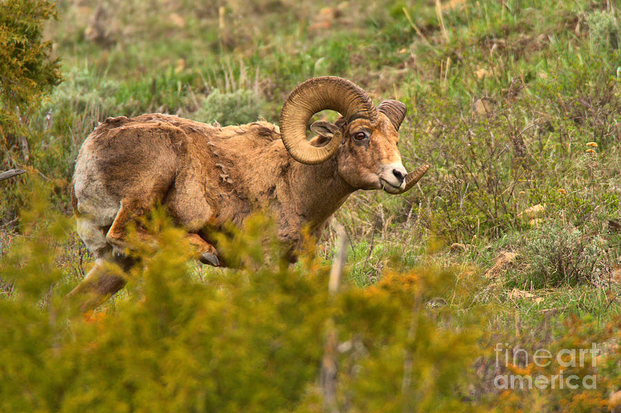 Northern Range Bighorn Ram Photograph by Adam Jewell
