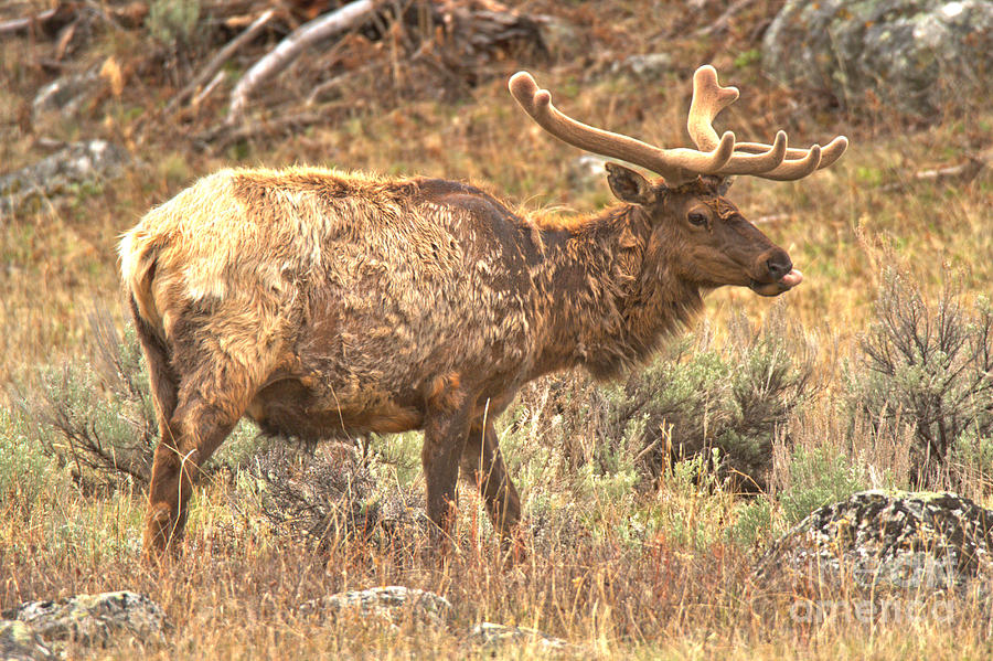 Northern Range Young Bull Elk Photograph by Adam Jewell