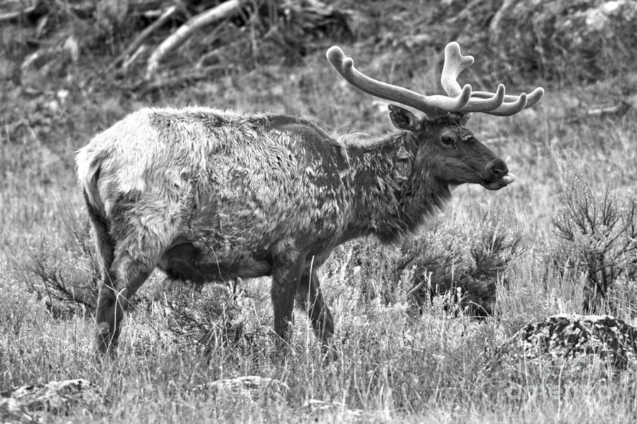 Northern Range Young Bull Elk Black And White Photograph by Adam Jewell