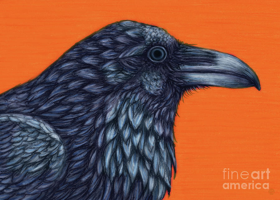 Northern Raven  Painting by Amy E Fraser