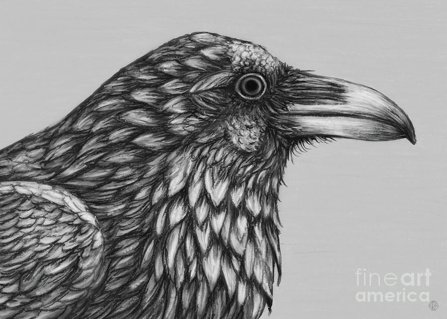 Northern Raven. Black and White Drawing by Amy E Fraser