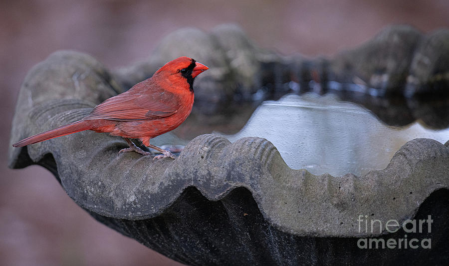 Northern Red Cardinal - Morning Bird Bath  Photograph by Dale Powell