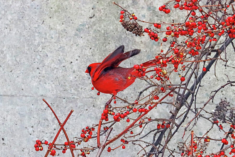 Northern Red Cardinal Wings Up Photograph by Debbie Oppermann - Fine ...