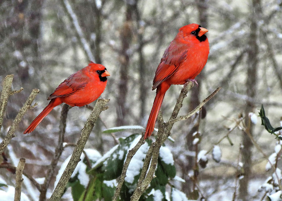 Northern Red Cardinals Photograph by Robert Richardson - Fine Art America