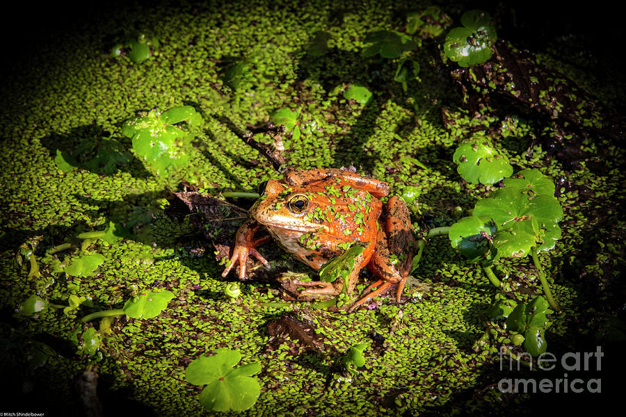 Northern Red-legged Frog 2 Photograph