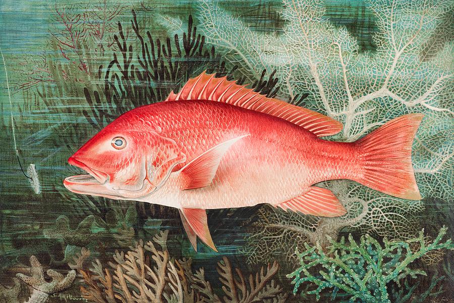 Northern Red Snapper Painting by Mountain Dreams