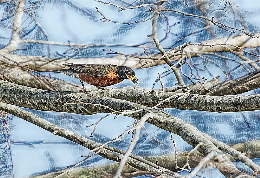 Northern Robin by Deborah Benoit Northern Robin by Deborah Benoit