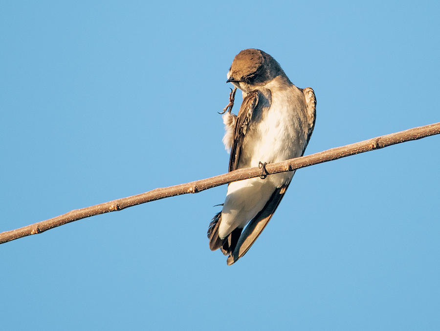 Northern Rough-winged Swallow 2974-010720-2 Photograph by Tam Ryan