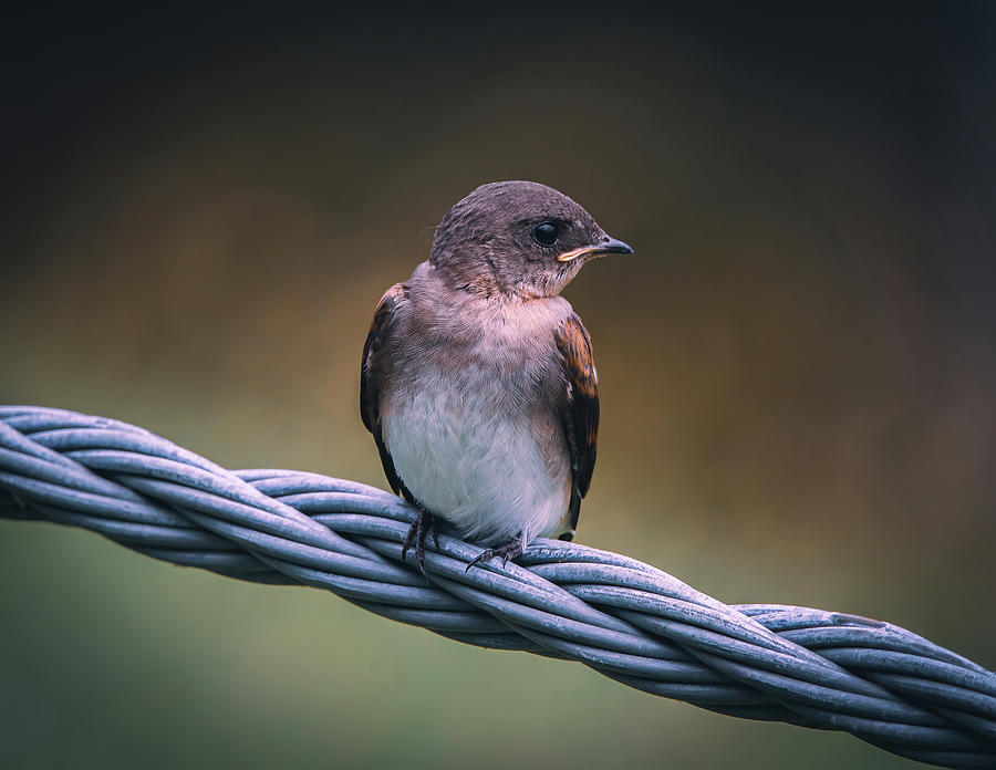 Northern Rough-Winged Swallow Portrait Photograph by Chad Meyer