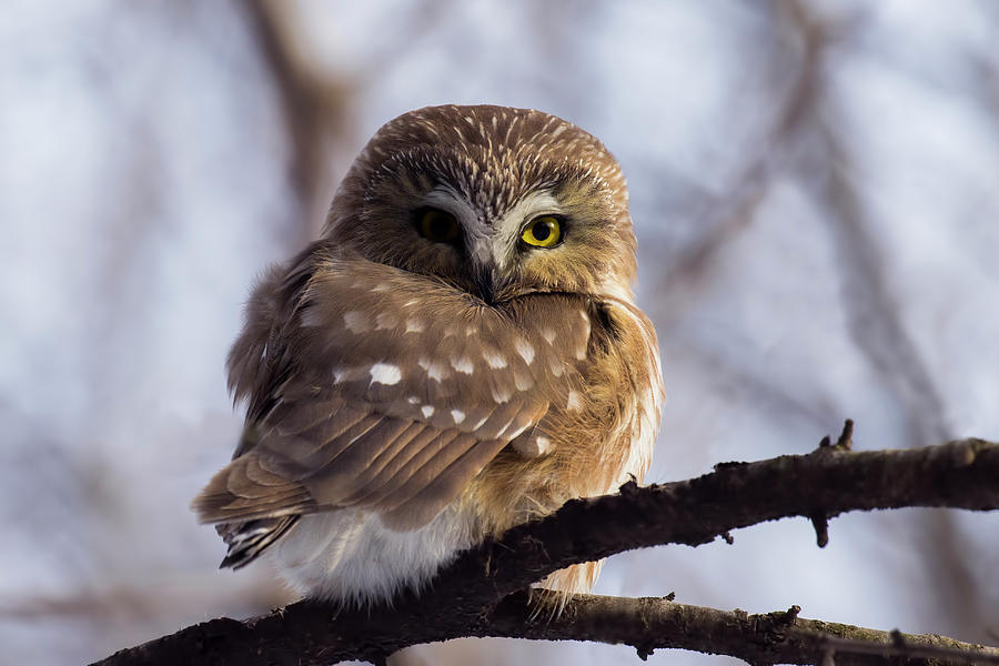 Northern Saw-whet Owl in winter sunset Photograph by Mircea Costina Photography