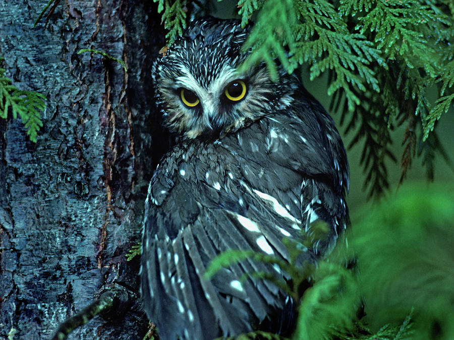 Owl Photograph - Northern Saw whet Owl Mantling Prey British Columbia by Tim Fitzharris