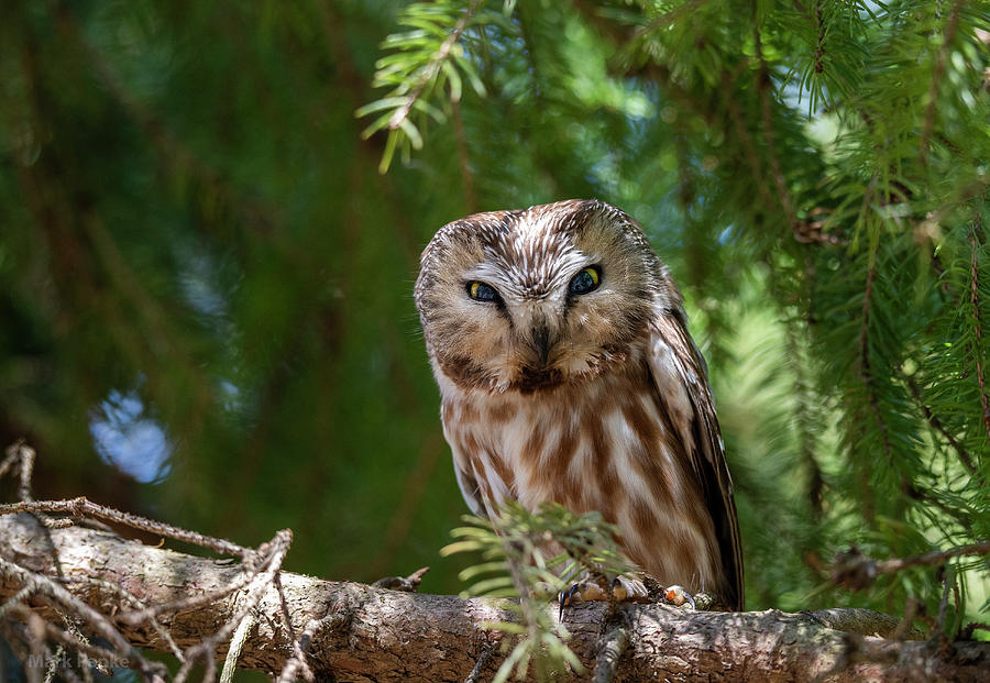 Northern Saw-Whet Owl Photograph by Mark Papke