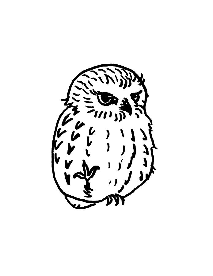 Northern Saw-whet Owl Drawing by Masha Batkova