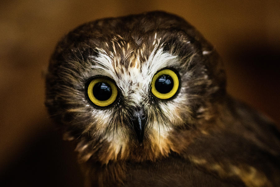 Northern Saw Whet Owl Photograph by Michelle Pennell