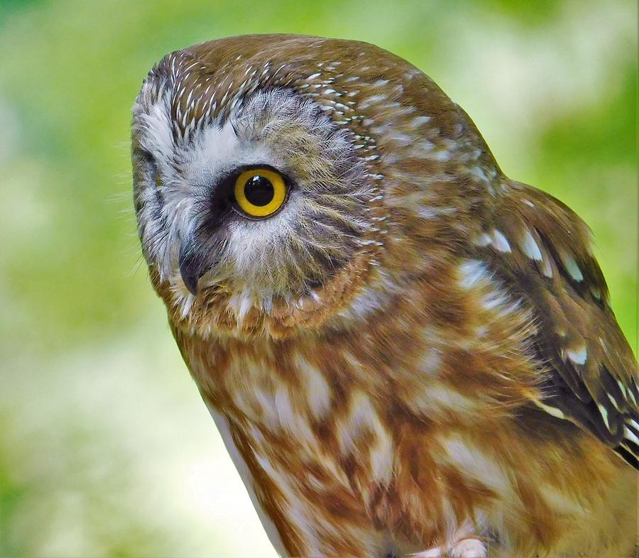 - Northern Saw-whet Owl Photograph by THERESA Nye