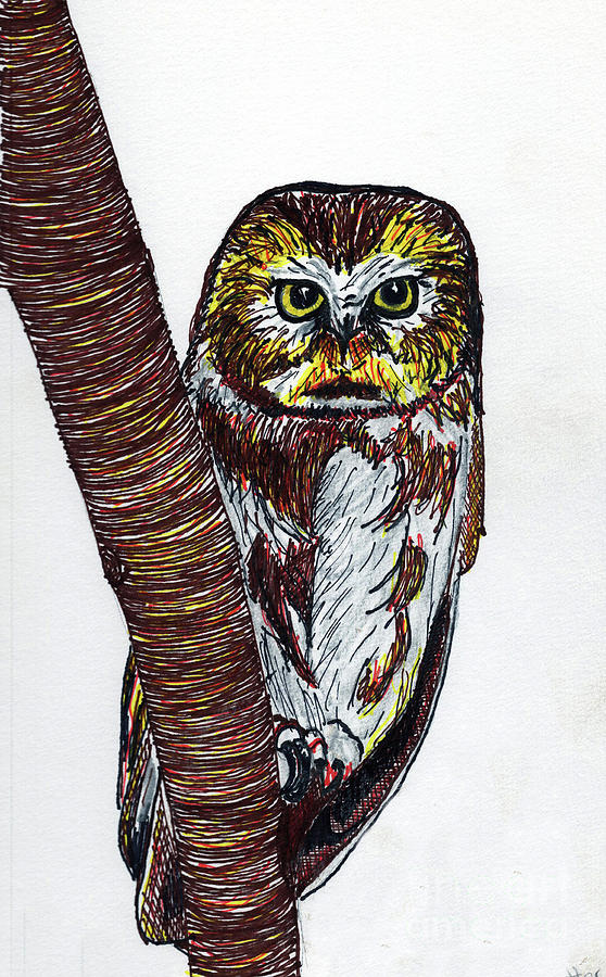 Northern SawWhet Owl Drawing by Mary Capriole