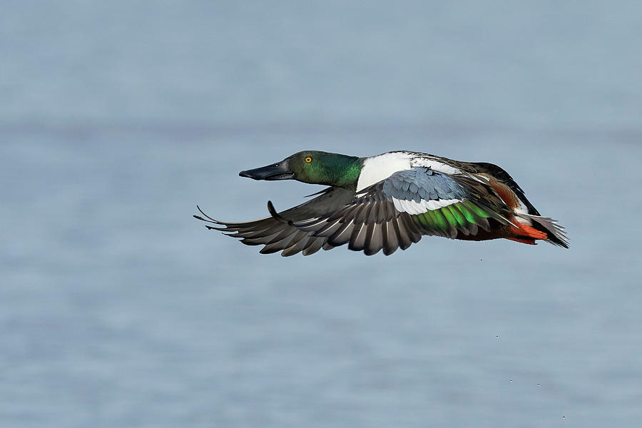 Birds Photograph - Northern Shoveler, Colusa County California by Doug Herr Birds Photograph - Northern Shoveler, Colusa County California by Doug Herr