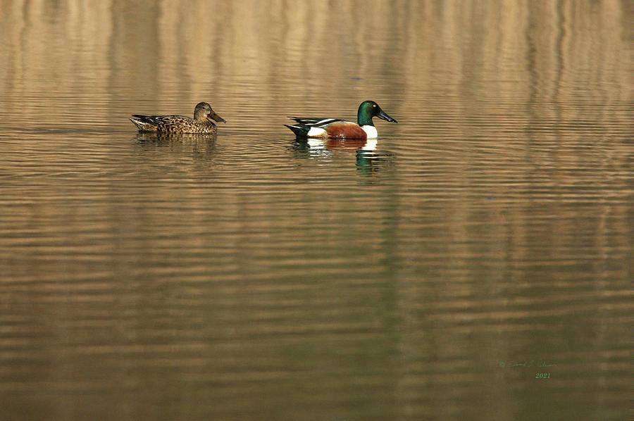 Northern Shoveler Couple Photograph by Ed Peterson