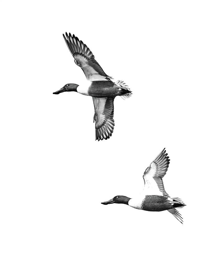 Northern Shoveler Drakes Flying Photograph by Mike Fusaro