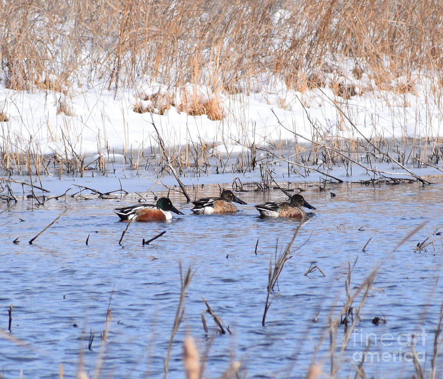 Northern Shoveler Ducks Photograph by Anita Streich