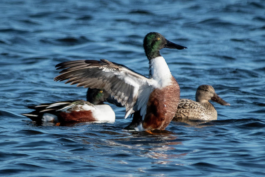 Northern Shoveler Ducks Photograph by Bradford Martin