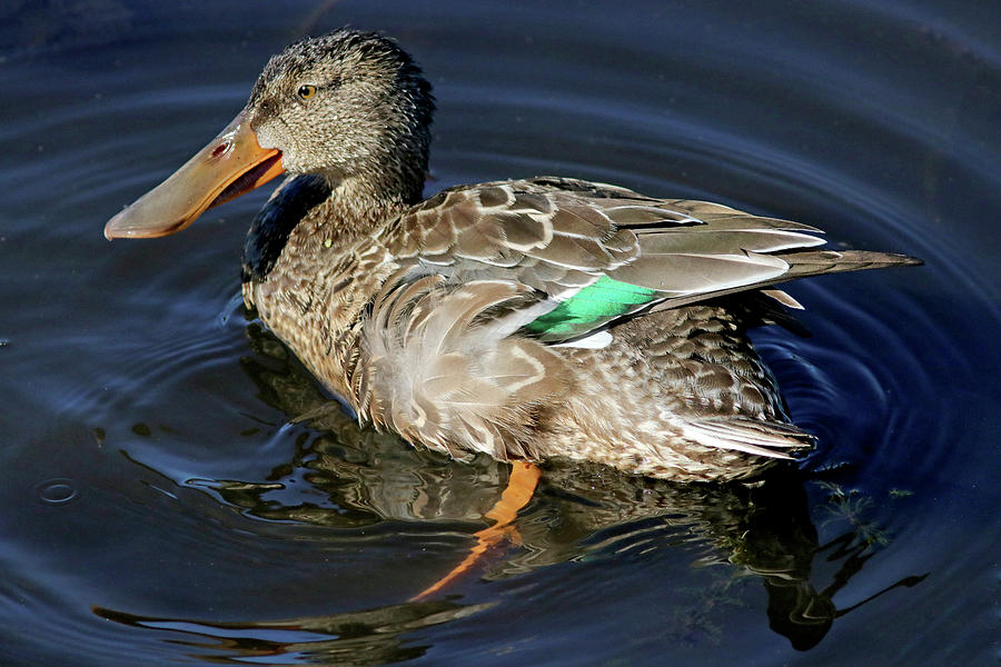 Northern Shoveler Female Photograph by Joseph Siebert