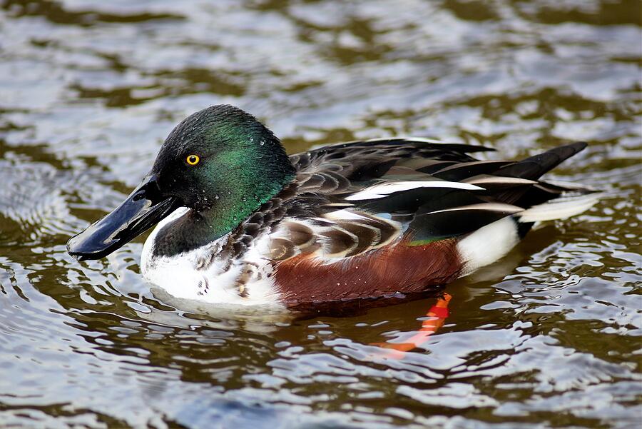 Northern Shoveler Photograph by Neil R Finlay
