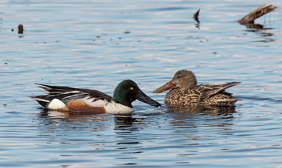 Northern Shovelers Courting Photograph by Loree Johnson