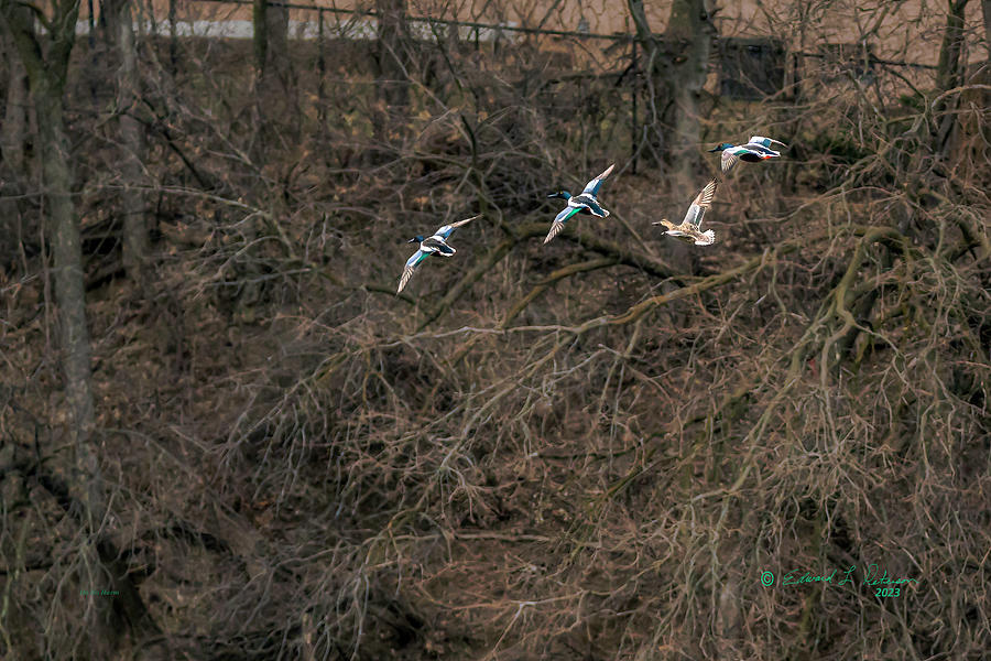 Northern Shovelers In Flight Photograph by Ed Peterson