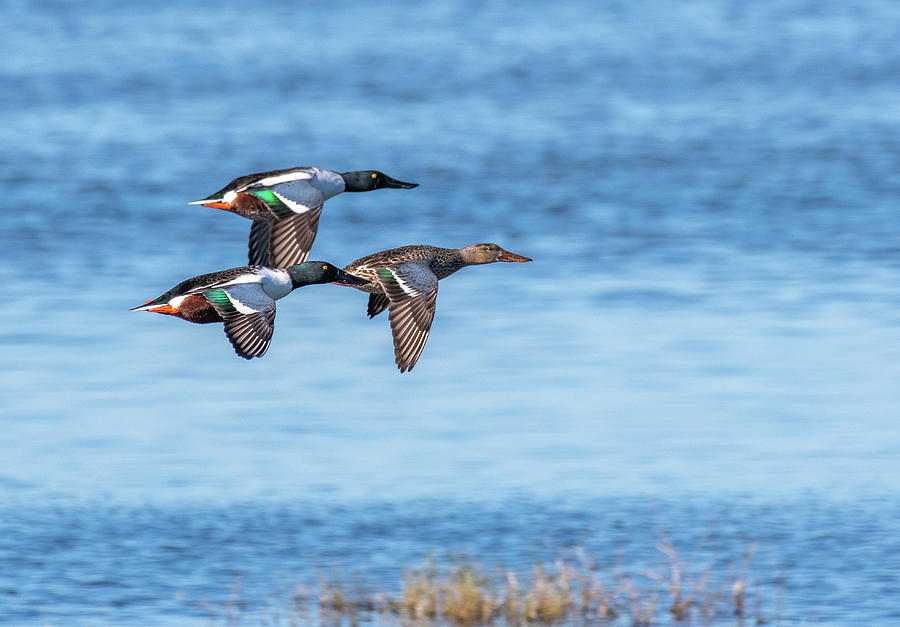 Northern Shovelers Photograph by Jerry Cahill