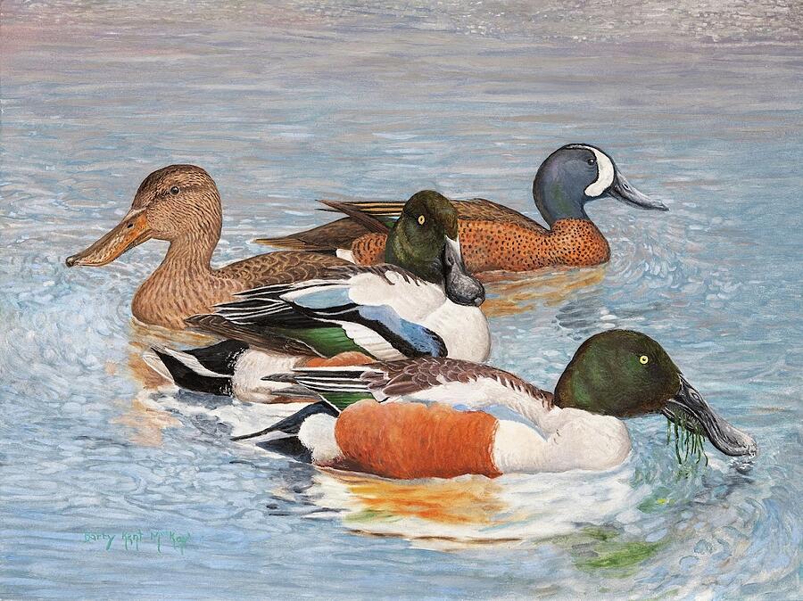 Northern Shovelers with Blue-winged Teal Painting by Barry Kent MacKay