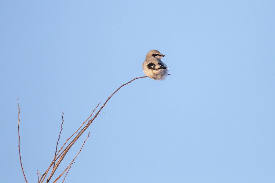 Northern Shrike Photograph by Brook Burling