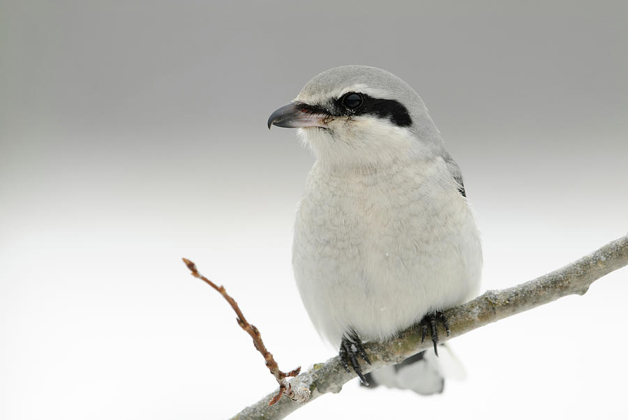 Northern Shrike close-up Photograph by Jan Luit