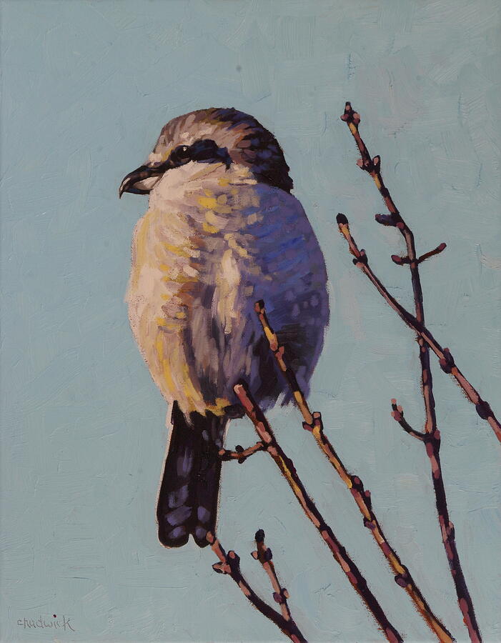 Northern Shrike Painting by Phil Chadwick