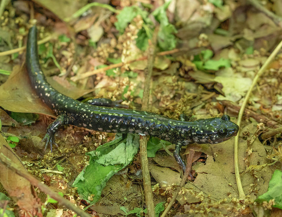 Northern Slimy Salamander   Plethodon glutinosus Photograph by Carol Senske