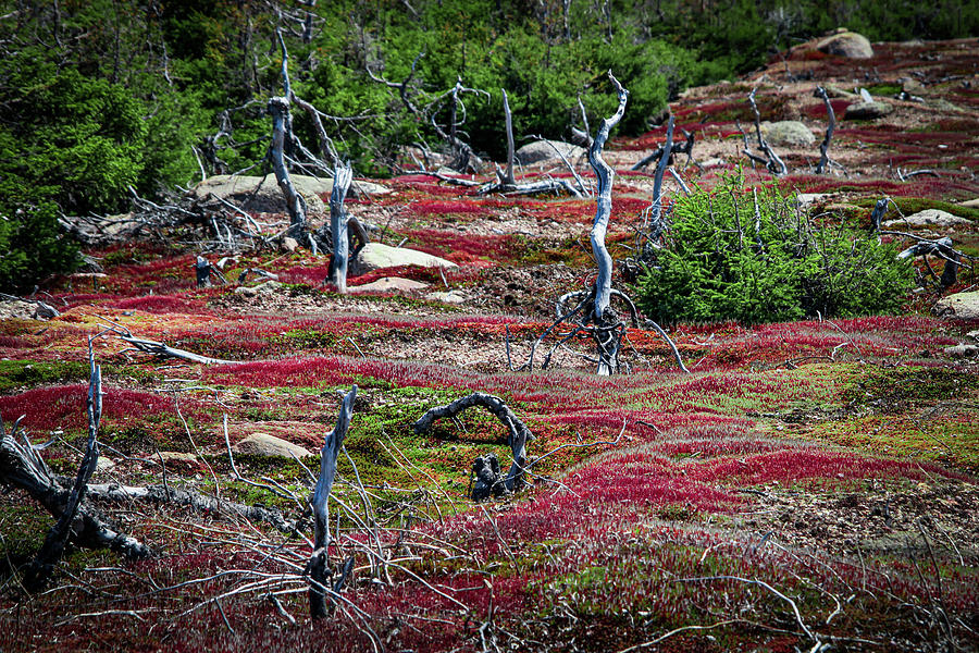 Northern Vegetation in Labrador Canada Photograph by Makiko Ishihara