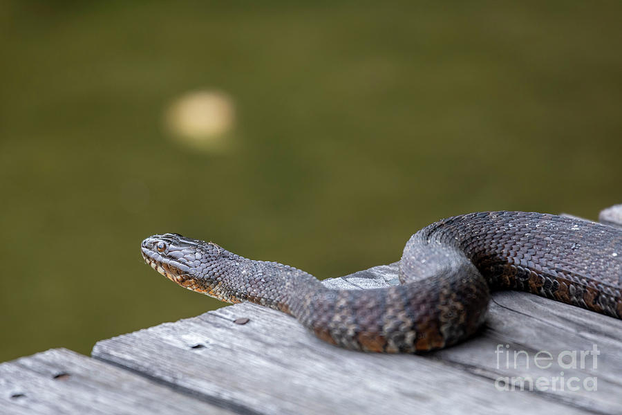 Northern Water Snake Photograph by Jim West