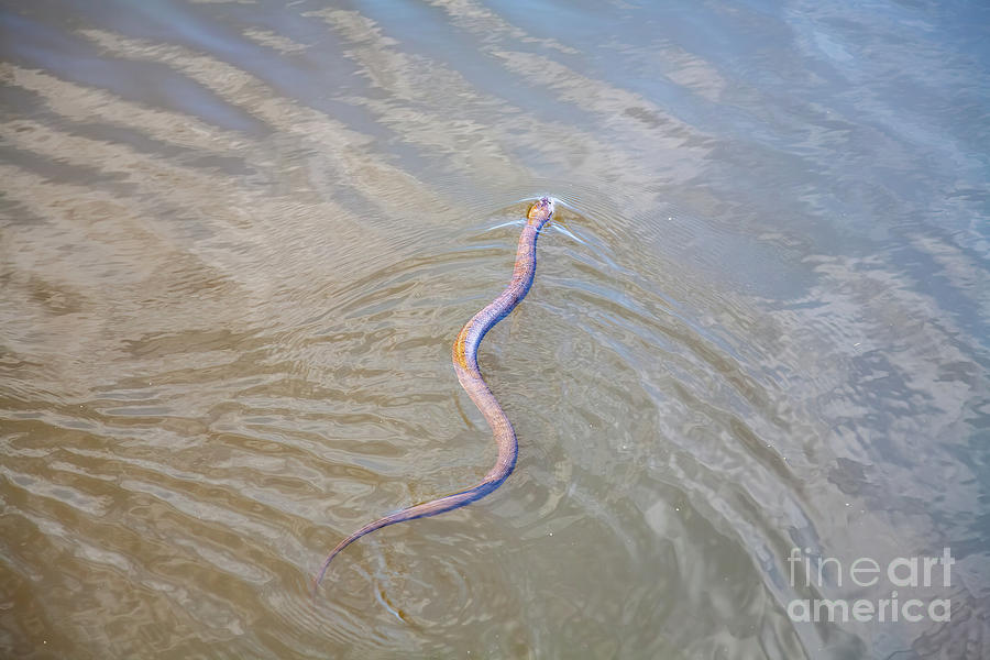 Northern Water Snake Photograph by William Kuta